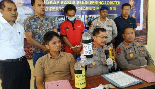 Hendak Dibawa ke Jawa, Polda NTB Amankan 17.160 Bibit Lobster - GenPI.co NTB