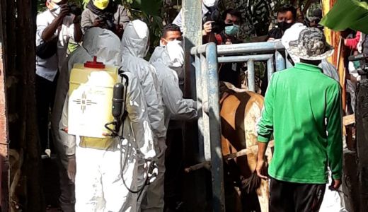 Jaga Kesehatan Ternak, BNPB Vaksinasi PMK di Kabupaten Loteng - GenPI.co NTB