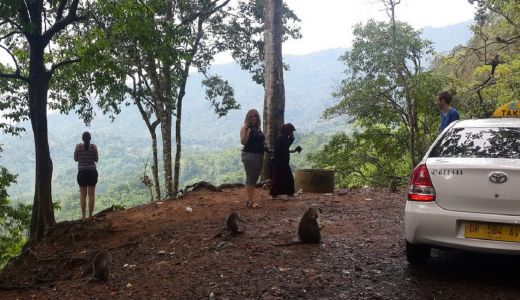 Serunya Bercengkerama dengan Monyet Lucu Hutan Pusuk - GenPI.co NTB