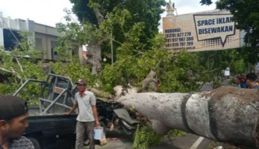Langko Rawan Pohon Tumbang, Ini Kata DLH Mataram - GenPI.co NTB