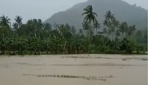 Hujan, Ratusan Hektare Sawah di NTB Terendam Banjir - GenPI.co NTB
