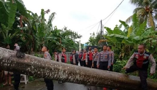 Pohon Tumbang di Lombok Barat, Seorang Ibu Tewas - GenPI.co NTB