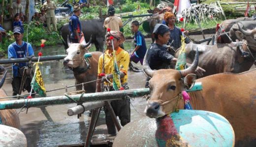 Makna Tradisi Malean Sampi di Lombok Barat - GenPI.co NTB