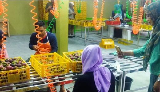 Manggis dan Rambutan Lombok Barat Diekspor ke Dubai - GenPI.co NTB