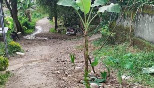 Jalan Rusak Ditanami Pisang, DPRD Lombok Tengah: Diperbaiki Tahun Ini - GenPI.co NTB