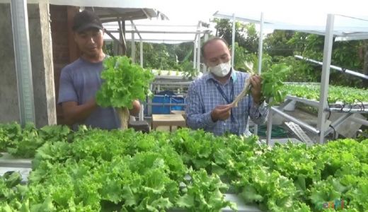 Iseng Tanam Sayur Hidroponik, Pria Asal Praya ini Banjir Pesanan - GenPI.co NTB