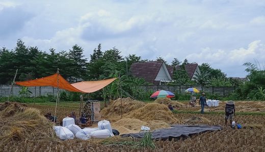 Harga Gabah Masih Rendah, Petani Disarankan Simpan Dahulu - GenPI.co NTB