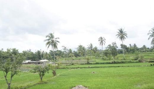 Lahan Pertanian di Lombok Menyusut Tiap Tahun - GenPI.co NTB