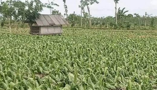 Petani Tembakau di Lombok Gigit Jari, DBHCT Dipertanyakan - GenPI.co NTB