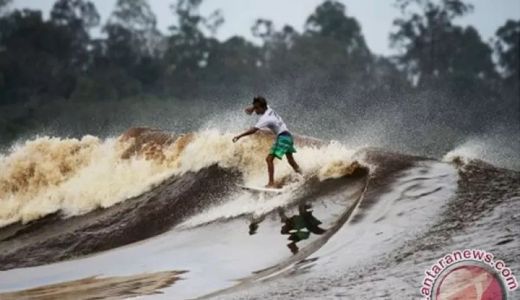 Selancar di Sungai Kampar, Sensasinya Luar Biasa - GenPI.co RIAU