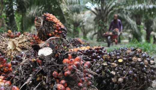 Berat! Harga Sawit Riau Turun, Nih Daftarnya Hingga 29 Maret - GenPI.co RIAU