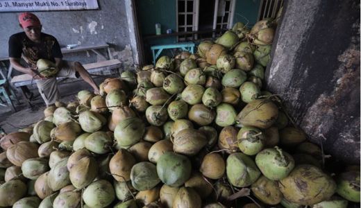 Harga Kelapa dan Kopra Naik, Bikin Petani Riau Senang - GenPI.co RIAU
