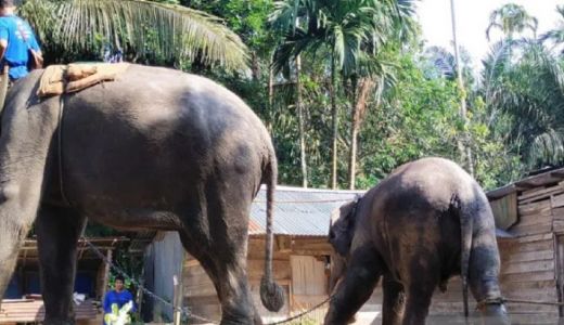 Tim Gabungan Evakuasi 2 Gajah Liar di Kuala Cinaku - GenPI.co RIAU