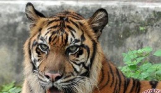 Warga Bengkalis Resah Gegara Harimau Muncul - GenPI.co RIAU