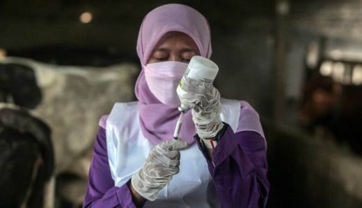 Satgas Provinsi Riau Klaim Kasus PMK di Rohul Turun Drastis - GenPI.co RIAU