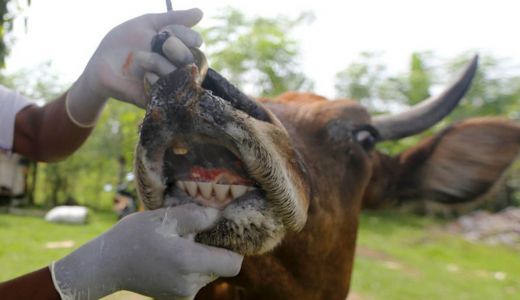 PMK Masih Mengancam di Riau, 25 Ekor Hewan Ternak Terpapar - GenPI.co RIAU