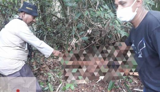 Seorang Wanita Diserang Harimau, BBKSDA Riau Pasang Perangkap - GenPI.co RIAU