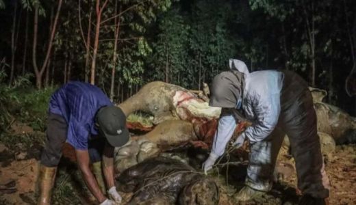Gajah Bunting Ditemukan Mati di Bengkalis, Ternyata Diracun - GenPI.co RIAU