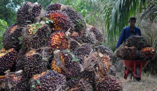 Perusahaan Sawit di Riau Baru 30 Persen Miliki Seritifikasi ISPO - GenPI.co RIAU