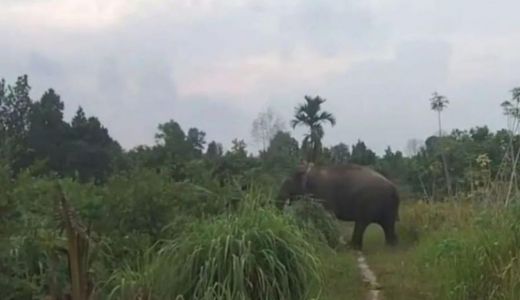 Gajah Masuk Perkebunan Warga, BBKSDA Riau Turunkan Tim - GenPI.co RIAU