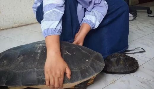 Top! 2 Kura-kura Dilindungi Diserahkan ke BBKSDA Riau - GenPI.co RIAU