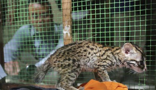 Temukan Macan Akar, Warga Pelalawan Serahkan ke BBKSDA Riau - GenPI.co RIAU