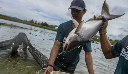 Top! Bisnis Ikan Patin dari Kampar Dipromosikan ke Arab Saudi - GenPI.co RIAU