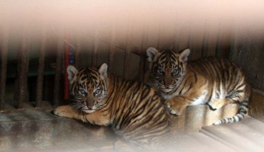 BBKSDA Riau: Anak Harimau Masuk Perangkap di Pulau Muda - GenPI.co RIAU