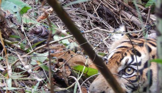 Harimau Berkeliaran di Permukiman, BBKSDA Riau Duga dari TN Zamrud - GenPI.co RIAU