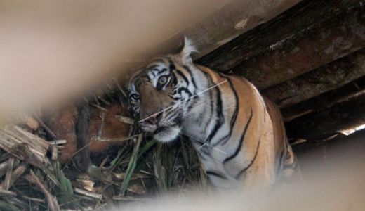 BBKSDA Riau Beri Penjelasan Soal Seorang Pria Tewas Diterkam Harimau - GenPI.co RIAU