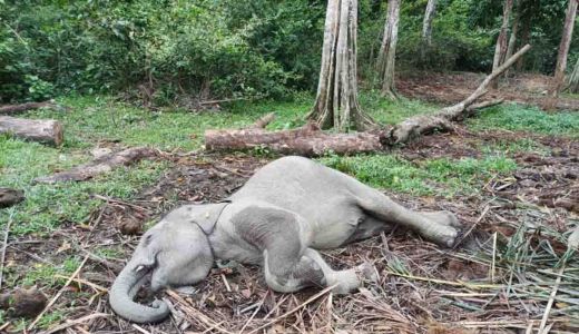 Anak Gajah Mati di TWA Kampar, BBKSDA Riau Beber Penyebabnya - GenPI.co RIAU