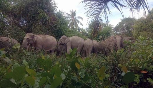 Antisipasi Konflik, 2 Gajah Liar di Riau Dipasang GPS Collar - GenPI.co RIAU