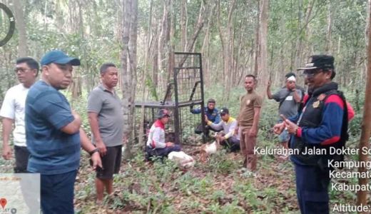 Harimau Liar Masuk Permukiman, Warga Siak Diimbau Waspada - GenPI.co RIAU