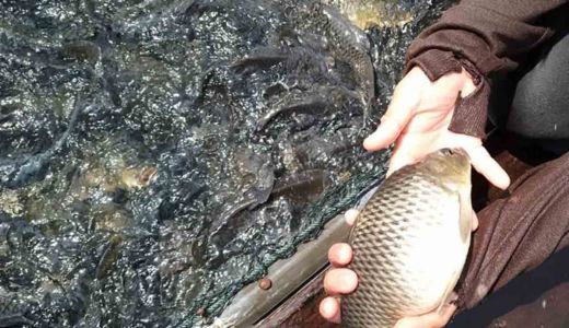 Ribuan Ikan Mas di Danau PLTA Kampar Mati, Kerugian Capai Rp 64 Juta - GenPI.co RIAU