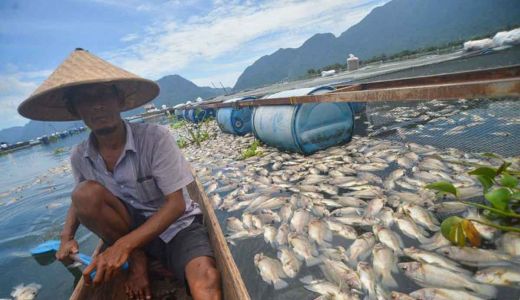 Penyebab Kematian 150 Ton Ikan di Danau Kampar Belum Dipastikan - GenPI.co RIAU