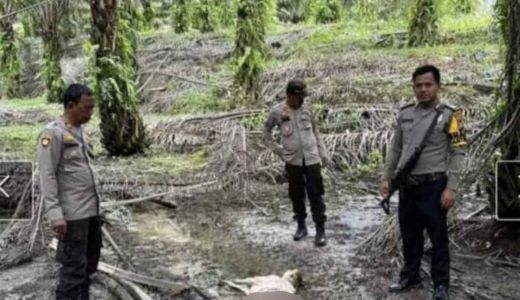 Dugaan Harimau Berkeliaran di Siak, BBKSDA Riau Turunkan Tim - GenPI.co RIAU