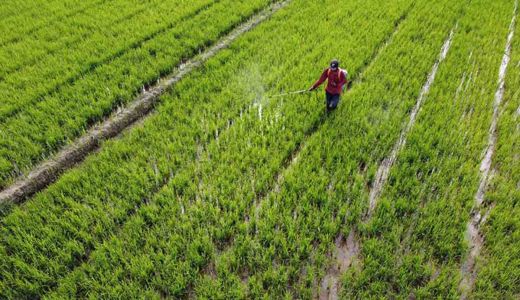 Kurangi Pengangguran, Pemprov Riau Latih Warga Bertani - GenPI.co RIAU