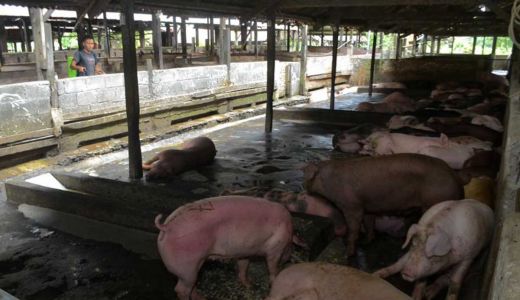 Riau Tutup Distribusi Ternak dari Kepri untuk Cegah Virus Flu Babi - GenPI.co RIAU