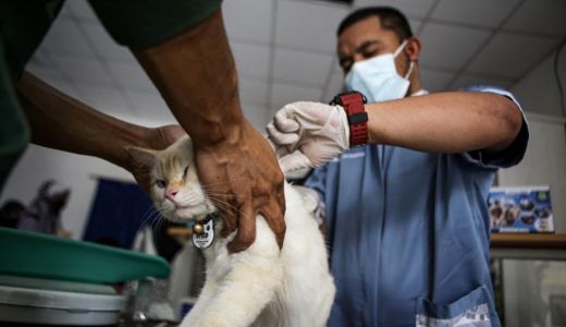 25 Orang Digigit Hewan Penular Rabies di Riau pada 2023 Ini - GenPI.co RIAU
