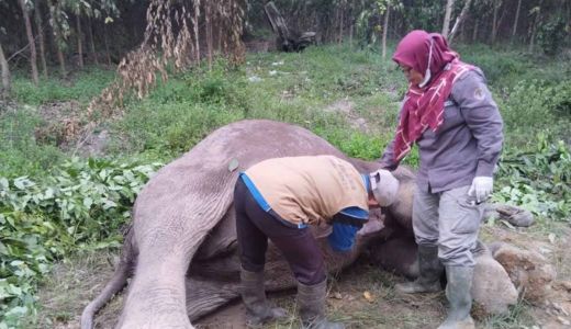 BBKSDA Riau Ambil Sampel Organ Gajah Sumatera Mati untuk Diuji di Laboratorium - GenPI.co RIAU