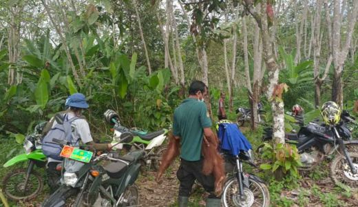 Anak Orang Utan Kondisi Lemah Dievakuasi dari Kebun Warga di Indragiri Hilir - GenPI.co RIAU