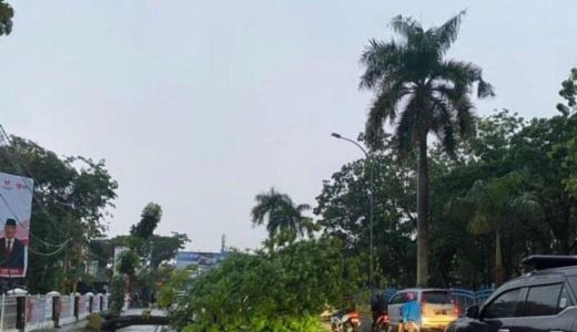 Sejumlah Pohon Tumbang Akibat Hujan Lebat Mengguyur Wilayah Pekanbaru - GenPI.co RIAU