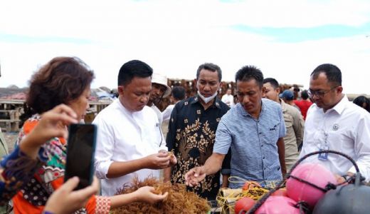 Bantaeng Jadi Penghasil Bibit Rumput Laut di Sulawesi Selatan - GenPI.co SULSEL