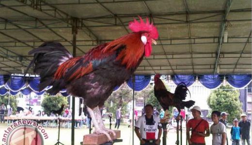 Kontes Ayam Ketawa Piala Gubernur Sulsel, Ada Kategori Suara Horor, Hadiah Ratusan Juta - GenPI.co SULSEL
