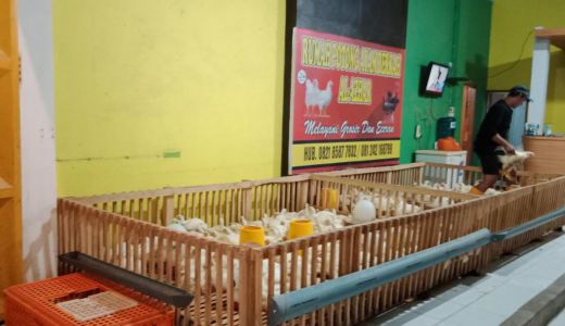 Harga Ayam Ukuran Kecil Rp 70 Ribu, Pedagang Cari Untung Sedikit - GenPI.co SULSEL
