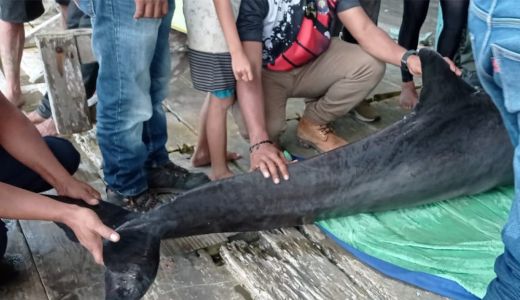 Lumba-lumba 300 Kilogram Terdampar di Sungai Kendari, Nasibnya - GenPI.co SULTRA