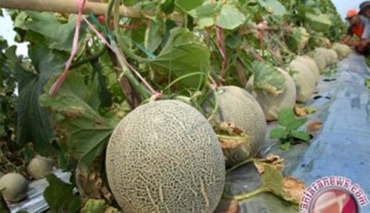 7 Manfaat Buah Melon: Lancarkan BAB hingga Cerahkan Kulit Kusam - GenPI.co SULTRA