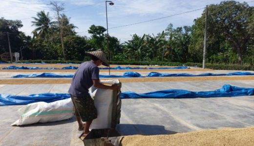 Gubernur Sultra Minta Bulog Serap Beras Petani Sulawesi Tenggara - GenPI.co SULTRA