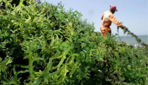 2 Kabupaten di Sulawesi Tenggara Ekspor Rumput Laut ke Tiongkok - GenPI.co SULTRA