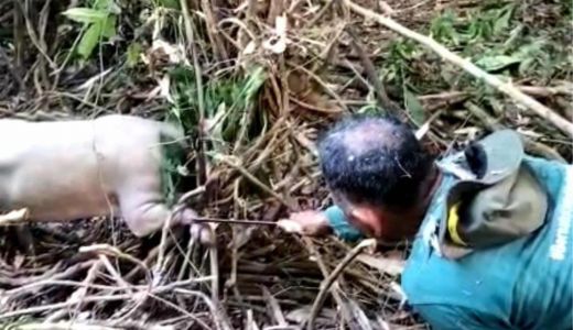 Dramatis! Penyelamatan Babi Langka Paling Dilindungi di Indonesia Hampir Mati - GenPI.co SULTRA
